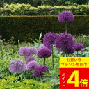 球根 植えっぱなし球根 アリウム パープルセンセイション 選べるセット 3球〜6球セット【先行予約 10月上旬〜お届け 中型球根】Allium Purple s...