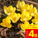 \ポイント4倍/球根 植えっぱなし球根 原種クロッカス ロマンス 選べるセット 5球〜20球セット【先行予約 10月上旬〜お届け 小球根 メール便対応】【202...