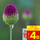 \ポイント4倍/\1000円ポッキリ送料無料/ 植えっぱなし 球根 花 アリウム スファロセファラム 丹頂 5球〜20球セット【先行予約 10月上旬〜お届け 小...