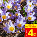 \ポイント4倍/植えっぱなし球根 クロッカス シーベリー トリカラー 5球セット【先行予約 10月上旬〜お届け 小球根 メール便対応】秋冬植え 花壇 多年草 ハ...