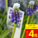 球根 植えっぱなし球根 ムスカリ タッチオブスノー 選べる4球〜8球セット【先行予約 10月上旬〜お届け 小球根 メール便対応 一部セットは送料無料】Musca...