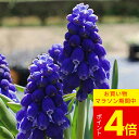 \ポイント4倍/球根 植えっぱなし 球根 花 秋冬植え 小球根 ムスカリ アルメニアカム 6球〜24球セット【先行予約 10月上旬〜お届け 小球根 メール便対応...