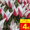 \ポイント4倍/植えっぱなしOK 球根 秋植え 原種系チューリップ ペパーミントスティック 球根3〜15球セット【先行予約 10月上旬〜お届け 小球根 メール便...