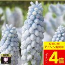 \ポイント4倍/1000円ポッキリ送料無料 ムスカリ ベイビーズブレス 選べる3球〜7球 セット【先行予約10月上旬〜お届け 小型球根 一部セットは全国どこでも...