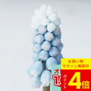 \ポイント4倍/植えっぱなしOK! 球根 ムスカリ ペパーミント 選べる4球〜8球セット【先行予約10月上旬〜お届け メール便でお届け 一部セットは全国どこでも...