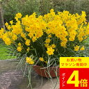 \ポイント4倍/球根 花 植えっぱなし ミニ 水仙 モア&モア 3球セット 春開花 秋 冬植え 黄【先行予約10月上旬〜お届け 小球根 メール便でお届け】Nar...