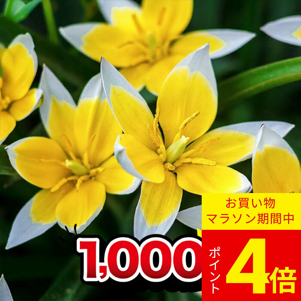 ＼ポイント4倍／1000円ポッキリ...