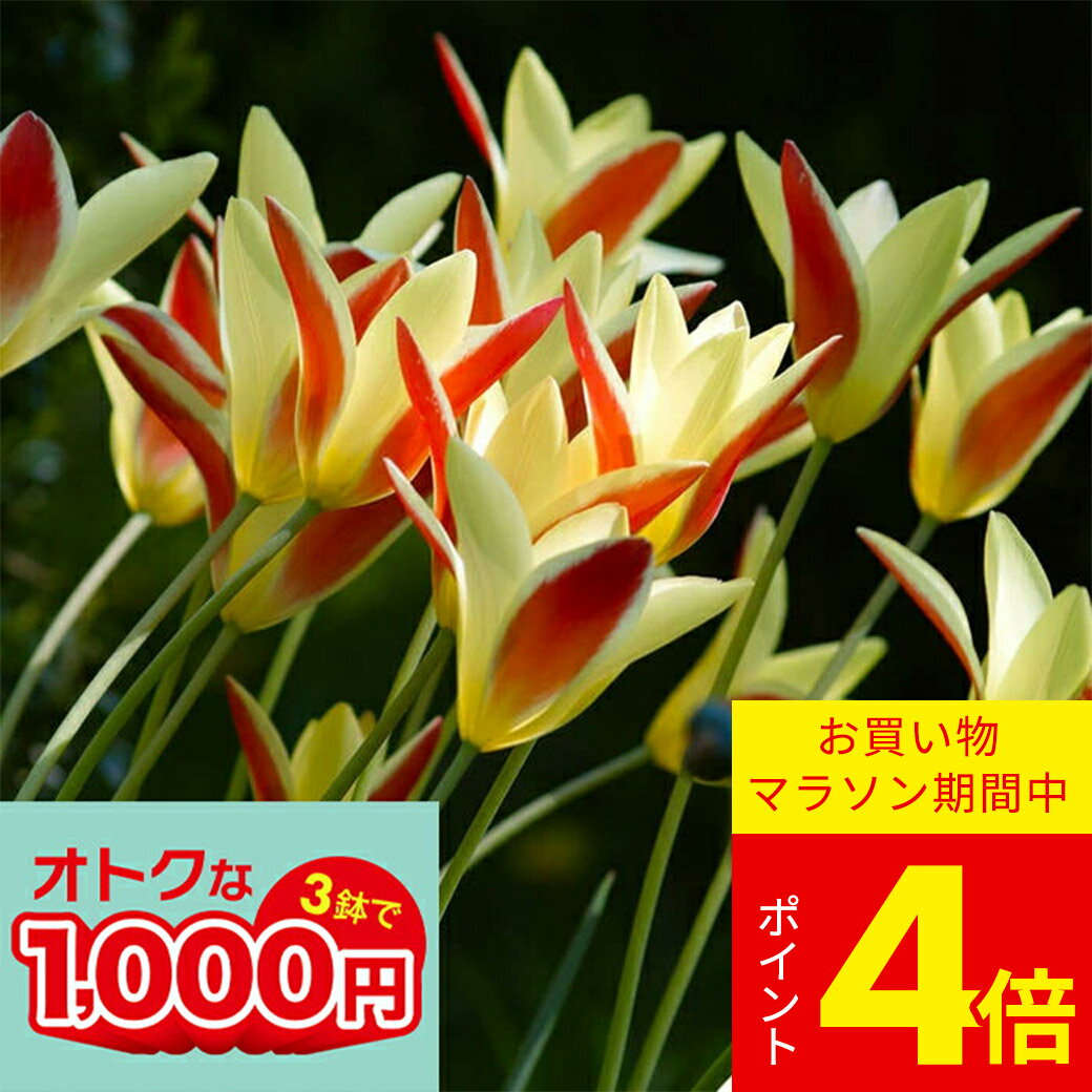 ＼ポイント4倍／1000円ポッキリ...