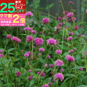 \25%OFF・楽天スーパーSale/花苗 夏 千日紅 ファイヤーワークス 1鉢 3.5号ロングポット【お届け中】Gomphrena Fireworks 千日草 センニチコウ 一年草 草丈低中 夏の花 苗 花の苗 鉢植え 庭植え ガーデニング 花壇 春 秋 ハッピーガーデン englishgarden【ss25%】