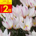 植えっぱなし球根 原種チューリップ ヒルデ 選べるセット 3〜6球セット【先行予約10月上旬〜お届け メール便対応 ポストに投函 一部セットは全国どこでも送料無料】植えっぱなし 庭植え 秋植え 花壇 花壇 鉢植え 【2025BU】【mail】