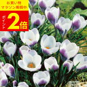 1000円ポッキリ 送料無料 植えっぱなし球根 秋植え クロッカス プリンスクラウス 選べる5球〜20球セット【先行予約 10月上旬〜お届け 小球根 メール便対応 一部セットは全国どこでも送料無料】秋冬植え 花壇 多年草 【2025BU】【mail】