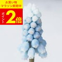 1000円ポッキリ 送料無料 植えっぱなし球根 ムスカリ ペパーミント 選べる4球〜8球セット ライトブルー【先行予約10月上旬〜お届け メール便でお届け】鉢植え 庭植え 花壇 寄せ植え【2025BU】【mail】