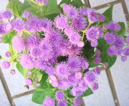 花苗 ガーデンアゲラタム ブルー 選べるセット 3.5号GardenAgeratum Blue 夏苗 非耐寒性多年草 花 苗 夏の花 苗 一年草 青花 白花 草丈中低 苗 庭植え ガーデニング 花壇 春 夏 秋 ハッピーガーデン HappyGarden 2026smr