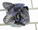 花苗 アジュガ ブラックスカロップ 1鉢 2.5～3号鉢【お取り寄せ】花苗 Ajuga reptans Black Scallop 銅葉 黒葉 花壇 グランドカバー 多年草 シェイドガーデン シェードガーデン 日陰