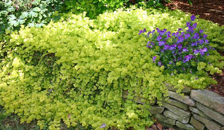 花苗 夏 リシマキア ヌンムラリア オーレア 1鉢3〜3.5号 【お届け中】 Lysimachia nummularia グランドカバー カラーリーフ ハンギング 黄葉 黄金葉のサムネイル