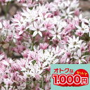 \1000円ポッキリ/花苗 芽出し 球根 苗 花 アリウム カメレオン 3球植え 選べる1〜3鉢セット 3号鉢 3芽【お届け3月中下旬〜春苗先行予約】Alliu...