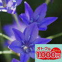 1000円ポッキリ 花苗 芽出し球根 苗 花 トリテレイア ブローディア クインファビオラ 3球植え 選べる1〜3鉢セット 3〜3.5号【お届け 3月中下旬】T...