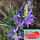 1000円ポッキリ 花苗 芽出し 球根 苗 花 カマシア ライヒトリニーコエルレア 1球植え 選べる1鉢〜3鉢 セット 3号 1芽【お届け中】Camassia ...
