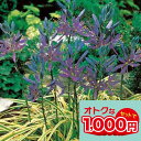 \1000円ポッキリ/花苗 芽出し 球根 苗 花 カマシア ブルーメロディー 2球植え 選べる1鉢〜3鉢 セット 3号鉢 2芽【お届け中】Camassia Bl...