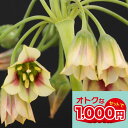 球根 植えっぱなし球根 秋植え アリウム シクラム 5球 セット 【先行予約 10月上旬~お届け 中型球根 】Alluim 花の球根 秋植え球根 秋植え ガーデニング 庭植え 花壇 ハッピーガーデン【2025BU】【COM】