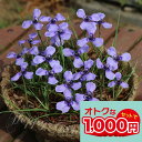 1000円ポッキリ 花苗 芽出し 球根 苗 花 ハーベルチア プルケラ チリアヤメ 3芽 3球植え 選べる1鉢〜3鉢 セット 3〜3.5号【お届け中】Herbe...