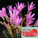 \1000円ポッキリ/花苗 芽出し 球根 苗 花 トリテレイア ブローディア バビロン 選べるセット 3芽 3球植え 選べる1鉢〜3鉢 セット 3〜3.5号【お...