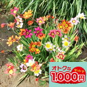 \1000円ポッキリ/花苗 芽出し 球根 苗 花 スパラキシス 3芽 3球植え 選べる1鉢〜3鉢 セット 3〜3.5号【お届け中】Sparaxis 多年草 花の...