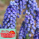 球根 植えっぱなし ムスカリ ビッグスマイル 5球セット【先行予約10月上旬~お届け 中型球根 】Muscari big smail 野放し 庭植え 花壇 ガーデニング 花壇 鉢植え 【2025BU】【COM】