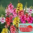 1000円ポッキリ 花苗 芽出し 球根 苗 花 イキシア 選べる種類 3芽 3球植え 選べる1鉢〜3鉢 セット 3号【お届け中】Ixia 花の球根 野放し 鉢植...