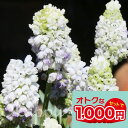 植えっぱなし球根 ムスカリ ダブルマジック 3球セット【先行予約 10月上旬~お届け 中型球根 送料別】Muscari Double Magic 野放し 花の球根 多年草 鉢植え 庭植え 花壇 寄せ植え ガーデン ガーデニング 白花 芽出し苗 ハッピーガーデン【2025BU】【COM】