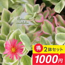 1000円ポッキリ 花苗 ベビーサンローズお得な 2鉢セット 1鉢3号 【お届け中】Aptenia cordifoliaベイビーサンローズ アプテニア 多肉植物 苗 寄せ植え カラーリーフ グランドカバー 赤花 桃花 苗 夏苗 ハッピーガーデン