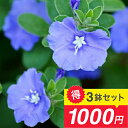 \セットでお得3鉢セット1000円/エボルブルス アメリカンブルー 3鉢セット 3~3.5号【お届け中】1年草Evolvuluspilosus 青花 寄植え ハンギング ガーデン 花 苗 花壇 前方 イングリッシュガーデン ハッピーガーデン