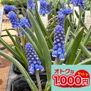 球根 植えっぱなし球根 ムスカリ オーケリダークアイ 5球セット【先行予約10月〜お届け メール便対応】花の球根 秋植え球根 秋植え ガーデニング 庭植え 花壇...