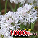 球根 植えっぱなし球根 小さなネギ坊主? アリウム グレイスフルビューティ 3球~6球セット 白花【お届け中 小球根 メール便対応】Allium amplectens Graceful Beauty 秋植え ガーデニング 庭植え 花壇 ハッピーガーデン【2025BU】【mail】(2006)
