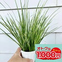\スーパーSALE/ グラス 苗 セキショウ 石菖 斑入り葉 選べるセット 2.5〜3号【お届け中】Acorus gramineus 常緑多年草 多年草 草花 ...
