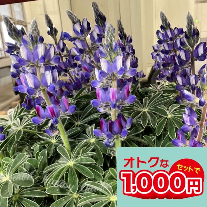 楽天市場】キャッサバ苗の通販 楽天市場】キャッサバ苗の通販