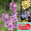 1000円ポッキリ 花苗 芽出し 球根 苗 花 原種 イキシア 選べる5種類 3芽 3球植え 選べる1鉢〜3鉢 セット 3〜3.5号【お届け中】Ixia 多年草...