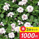 花苗 セット ヒメイワダレソウ 岩垂草 3鉢セット 3〜3.5号【通年販売 取置】Phyla nodiflora 宿根草 花 苗 多年草 夏苗 夏の苗 夏の花 ...