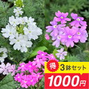 \お得な3鉢1000円セット/花苗 宿根バーベナ テネラ 色おまかせ3鉢セット 3~3.5号 状況によっては切り戻してお届け【お届け中】立ち性 草花 夏 多年草 苗 イングリッシュガーデン ガーデニング 花の苗 ハッピーガーデン