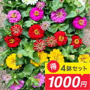 \お得な4鉢1000円セット/ 花苗 ジニア プレシオーサ 色おまかせMix 4鉢セット 3.5号【お届け中】Zinnia ジニア ヒャクニチソウ ポンポン咲き...