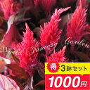 \1000円ポッキリ/ 花苗 セロシア スマートルック 3鉢セット 3~3.5号【お届け中】Celosia smartlook ケイトウ けいとう 鶏頭 鉢植え プランター 花壇 鉢 花 花の苗 銅葉 1年草 赤花 カラーリーフ