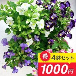 \お得な3鉢1000円セット/ 花苗 トレニア 選べる種類【お届け中】 Trenia 夏スミレ 夏 夏の花 花の苗 鉢植え 庭植え 寄せ植え ガーデニング 花壇 苗物 季節の花苗 一年草 1年草 ハッピーガーデン HappyGarden