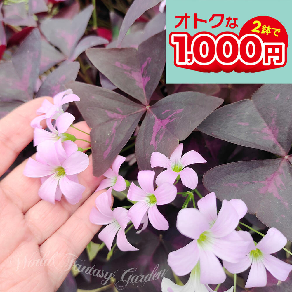 ＼まとめ買いで1000円／ 花苗 多年草 オキザリス トリアングラリス 2鉢セット 3.5号鉢【お届け中】Oxalis triangularis カラーリーフ 桃色花 球根植物　草丈低い グランドカバー 育てやすい 矮性のサムネイル