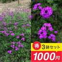 \お得な3鉢1000円セット/ 花苗 宿根バーベナ テネラ 選べるセット 3〜3.5号【お届け中】グランドカバー 匍匐性 草花 夏 多年草 苗 イングリッシュガ...
