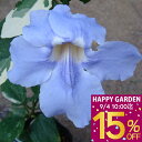 夏の花 花苗 ベンガルヤ ハズカズラ 斑入り葉 3号 Thunbergia arandiflora トロピカル グリーンカーテン 青花 緑のカーテン 季節の花苗 夏 苗 苗物 ツル性の宿根草 花壇 庭植え 緑のカーテン 節電 よしず 花苗 つる性植物 クライミングタイプ グリーン【0901】