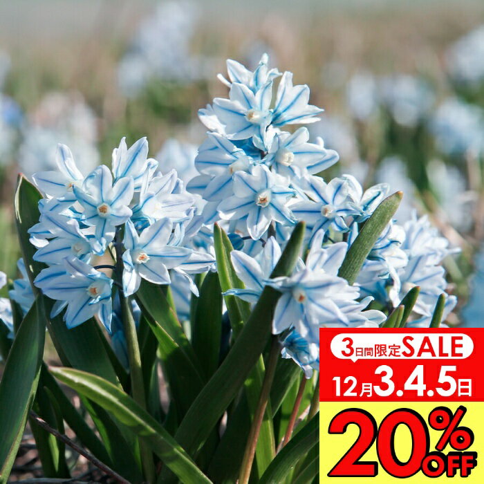 ＼20%OFF－3日間限定／　植えっぱなし 球根 花 プスキニア リバノチカ 選べるセット 5球〜36球 小球根【お届け中 小球根 送料無料（一部セットを除く)】 Puschkinia scilloides 花の球根 秋植え球根 耐寒性 冬 庭植え 花壇 春 野放し球根 【2025BU】【mail】