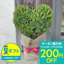 夏 ギフト 木 プレゼント ツゲの木 トピアリー ハート仕立て 1鉢 8号 麻布ラッピング無料【お取り寄せ 送料無料】Buxus microphylla トピア...