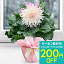 サマーギフト 花 ギフト 花鉢 巨大輪 ダリア 飛翔 (ヒショウ)カクタス咲き 1鉢 6号 鉢植え【即納対応中 お届け中 地域限定送料無料 無料】】Dahlia...