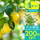 夏 ギフト 花 プレゼント 実付き レモン リスボン 1鉢 5号 鉢植え 【お届け中 地域限定送料無料 ラッピング&メッセージカード無料】果物 果樹鉢 植物 記念樹 贈り物 檸檬の木 鉢植え 自給自足ギフト ハッピーガーデン サマーギフト お中元 夏のギフト【0702c200】