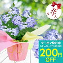 ギフト 花 プレゼント ルリマツリ 青花 1鉢 5号 鉢植え【お届け中 花終わり 蕾でお届け 地域限定送料無料】フラワーギフト plumbago auriculata 誕生日 母 祖母 女性 鉢花 定年 退職祝い 送別会 記念日 還暦祝い 古希祝い 喜寿祝い お誕生日【0702c200】